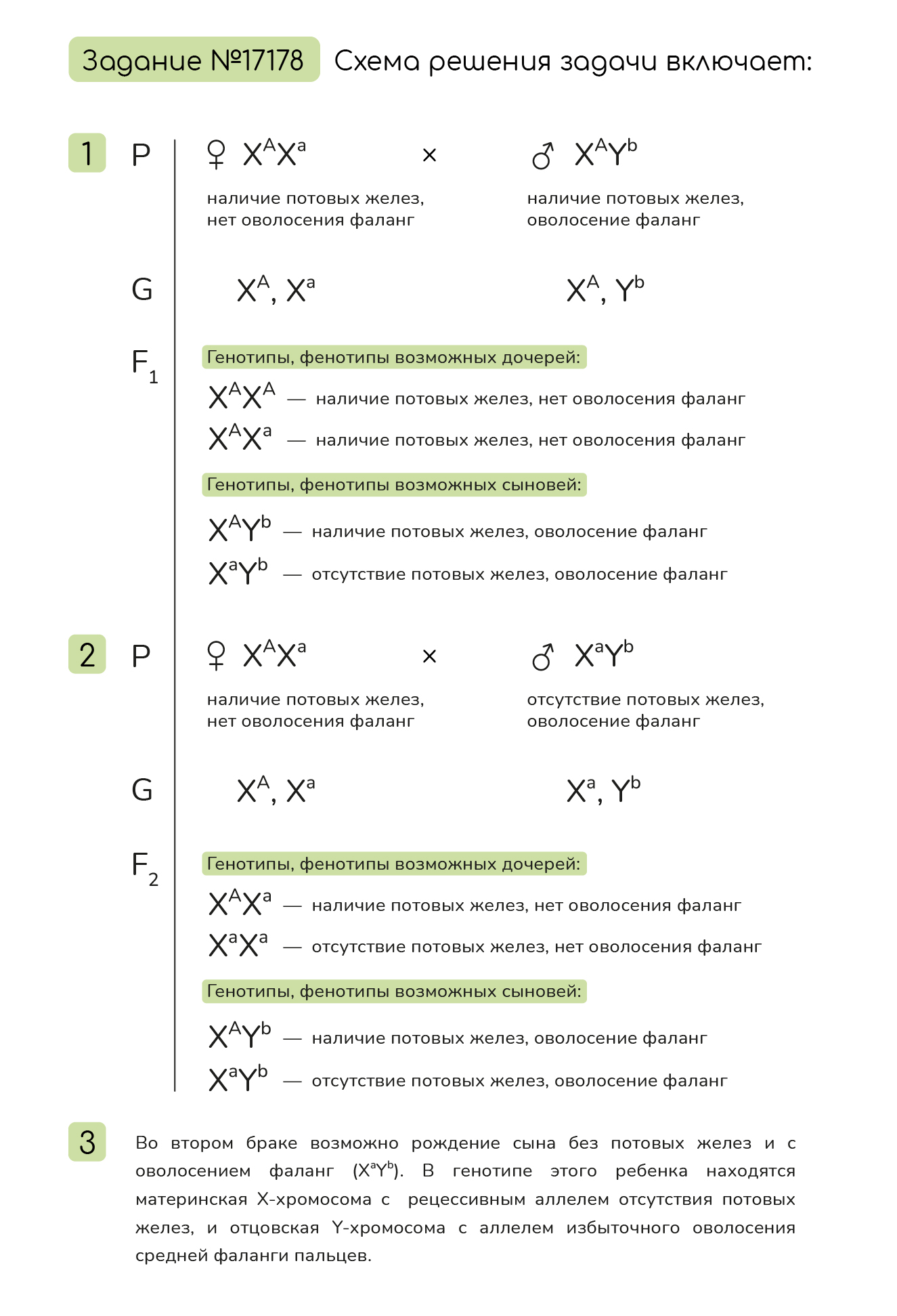 Задание №17178: У человека отсутствие потовых желез определяется геном ...