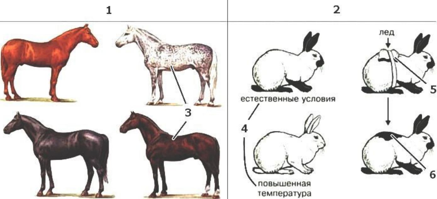 Рисунок