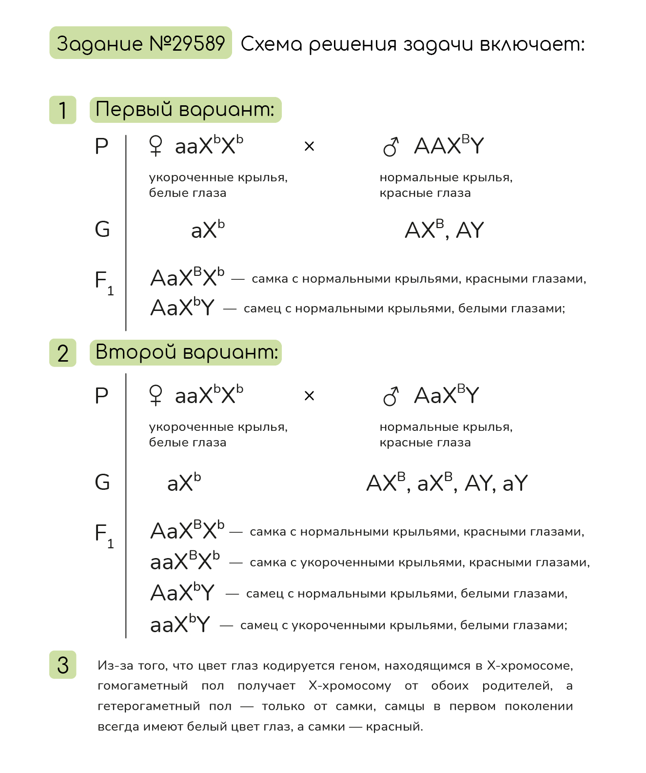 Задание №29589: У дрозофил цвет глаз определяется геном, находящимся в  Х-хромосоме (красный цвет глаз доминирует над белым). Ген, отвечающий за  форму крыльев, находится в аутосоме (нормальная форма крыльев доминирует...  — NeoFamily