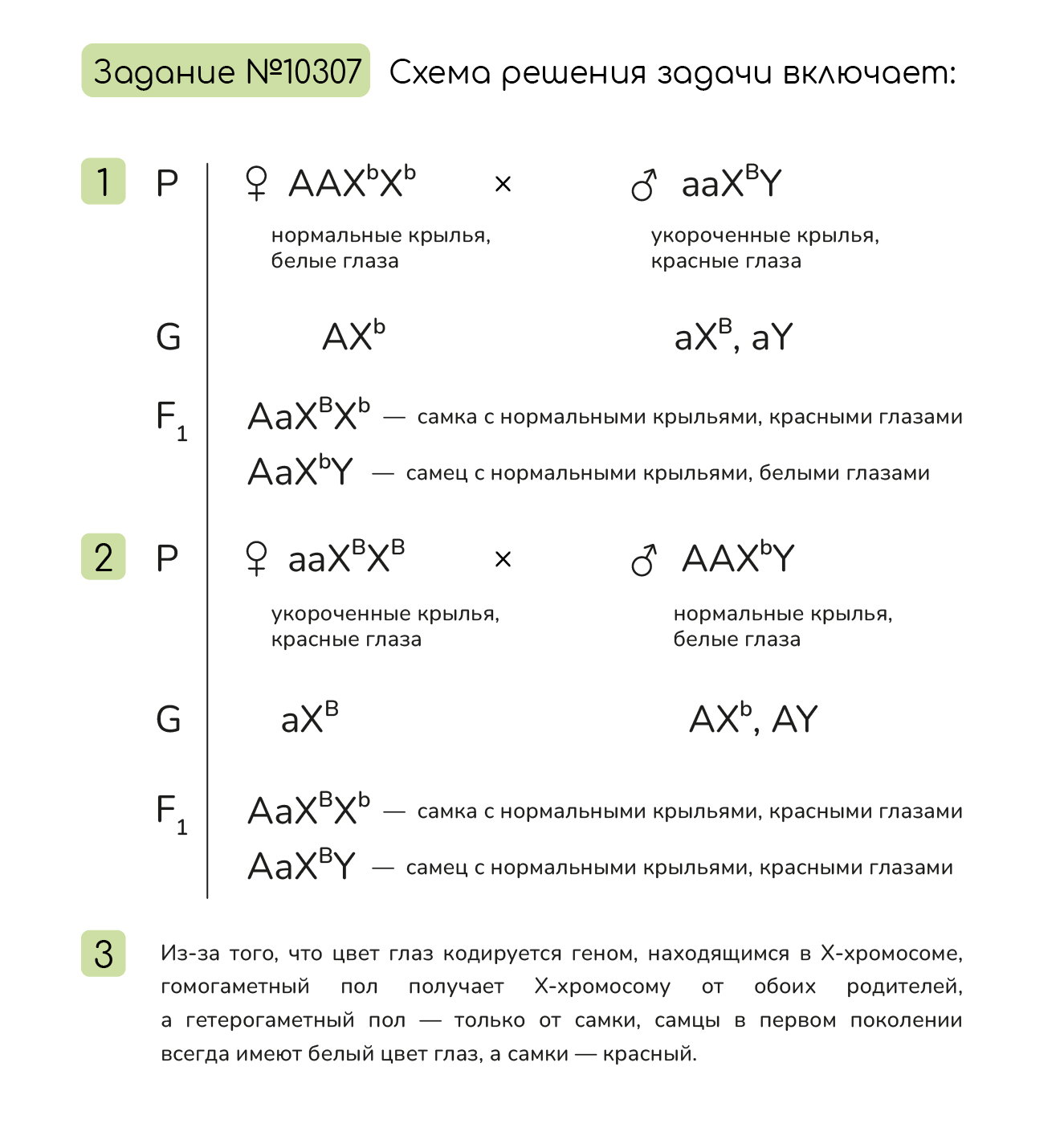 При скрещивании самки мыши