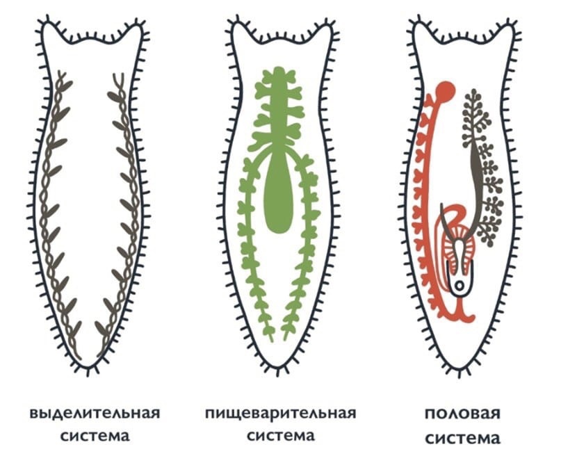 ЗООЛОГИЯ: Тип плоские черви, изображение №3