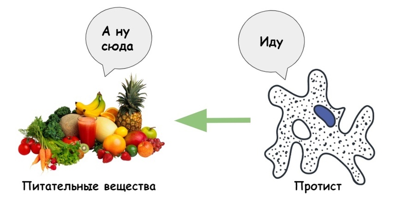 ЗООЛОГИЯ: Подцарство Простейшие, изображение №12
