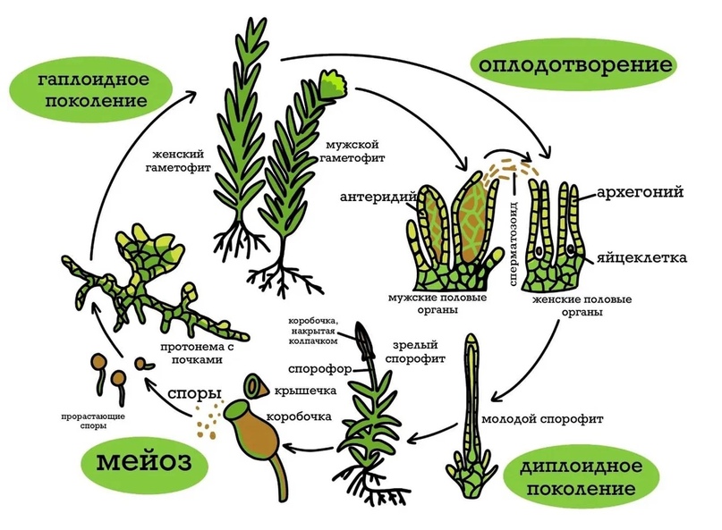 Жизненный цикл отдела моховидные