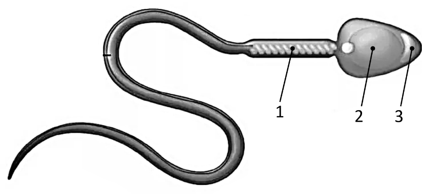 Задание №25508: На рисунке изображена половая клетка животных ...