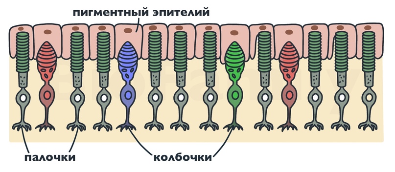 АНАТОМИЯ: Анализаторы, изображение №3
