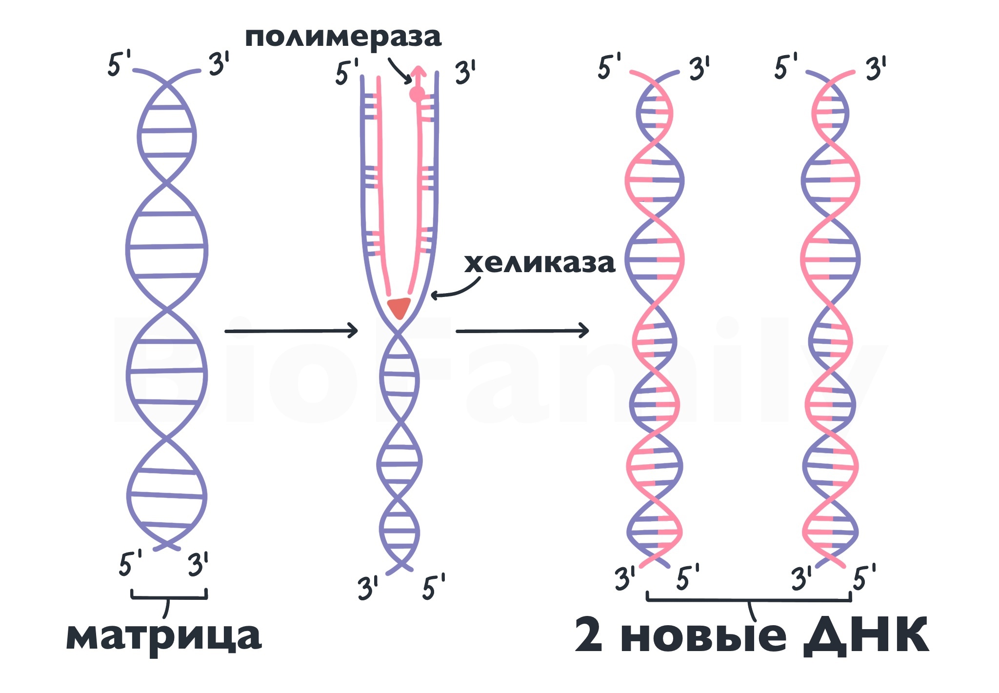 Матрица для процесса репликации. Репликация и транскрипция. Трансляция ДНК. Репликация транскрипция трансляция. Репликация ДНК матричный Синтез.