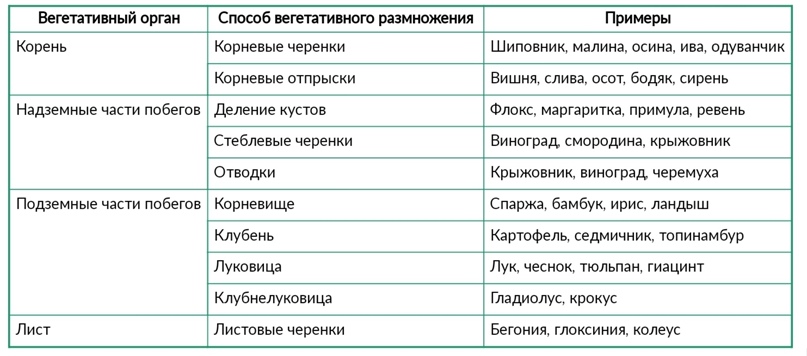 РАЗМНОЖЕНИЕ ОРГАНИЗМОВ, изображение №7