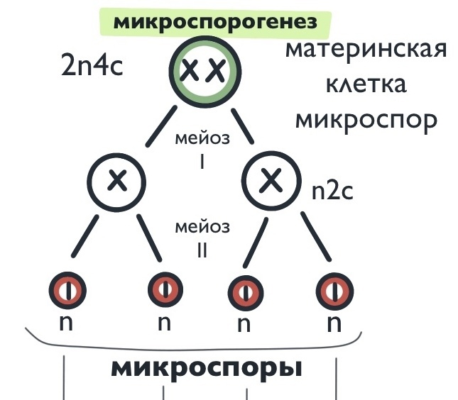 микроспорогенез