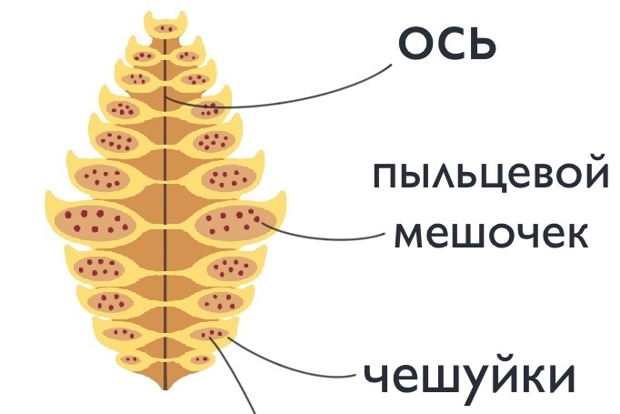 БОТАНИКА: Голосеменные, изображение №3