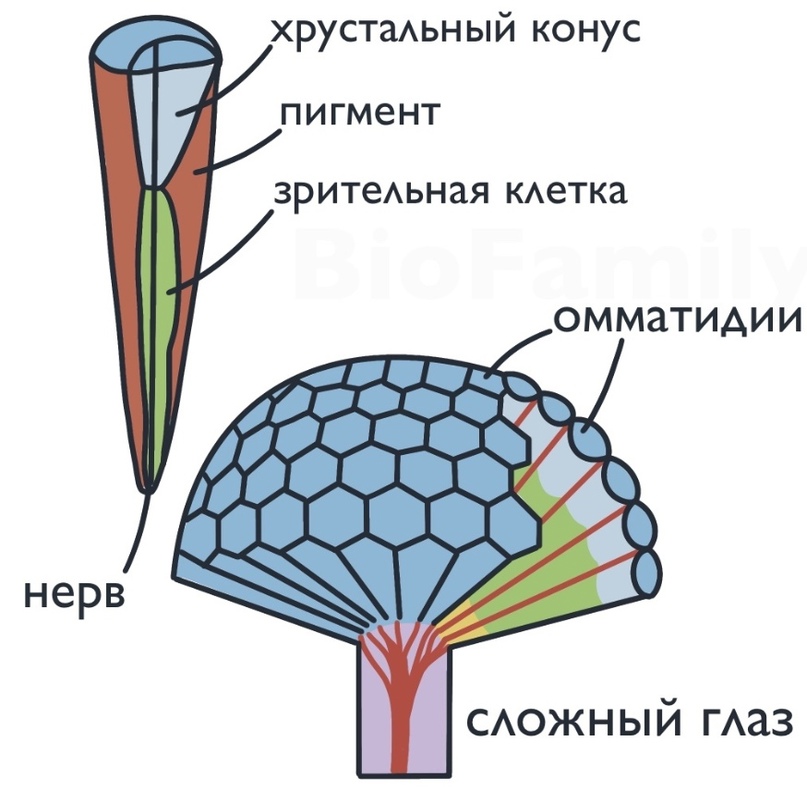 ЗООЛОГИЯ: Тип Членистоногие, изображение №13