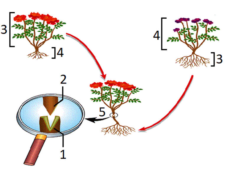 Задание №13677: Каким номером на рисунке обозначен процесс вегетативной ...