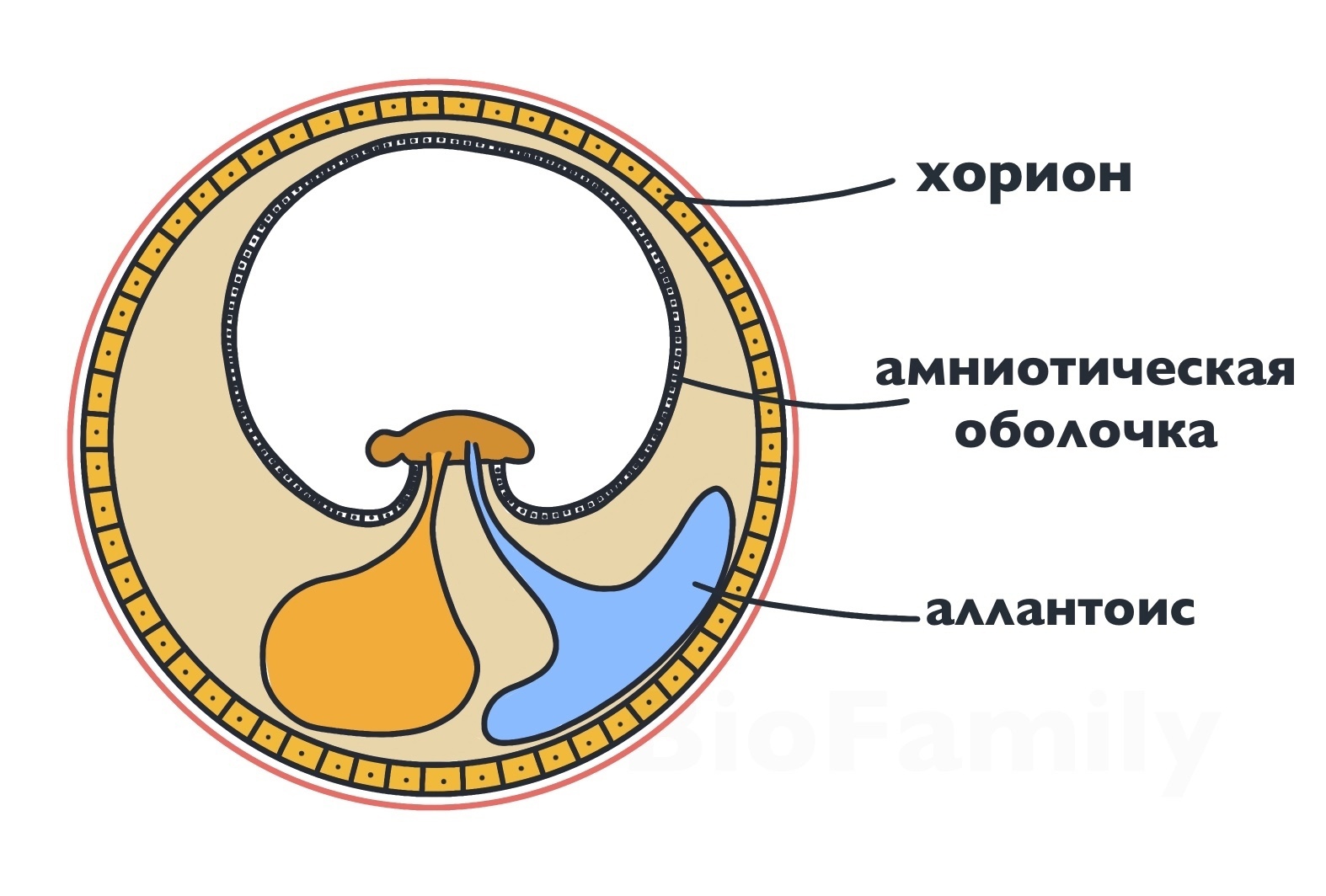 Строение стенки амниона