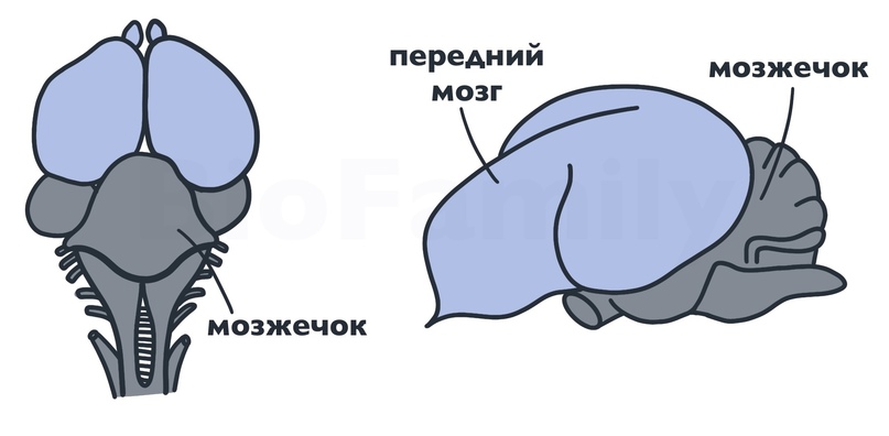 ХОРДОВЫЕ: Птицы, изображение №5