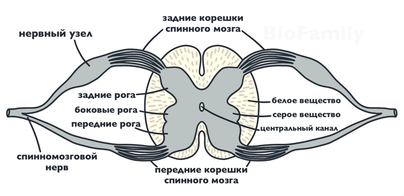 АНАТОМИЯ: Нервная система, изображение №4