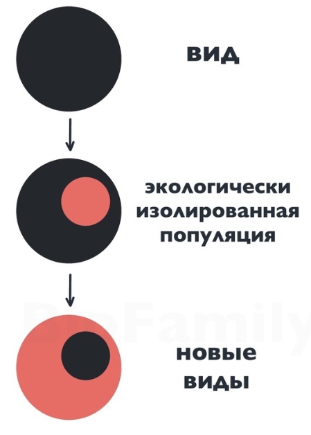 Основы эволюции, изображение №13