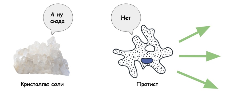 ЗООЛОГИЯ: Подцарство Простейшие, изображение №11