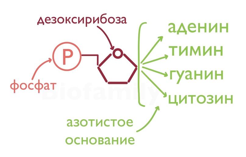 нуклеиновые кислоты | PPT