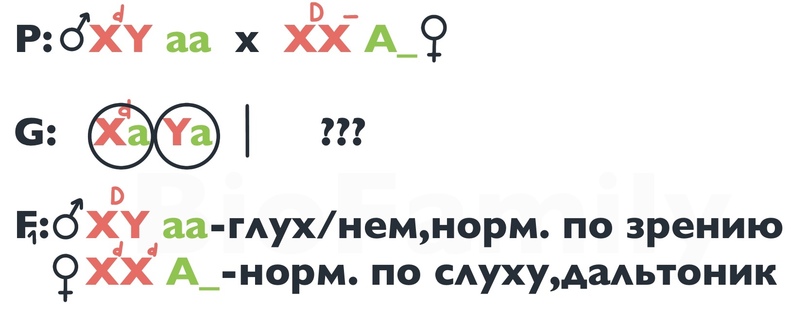 ГЕНЕТИКА: Сцепление с полом, изображение №7