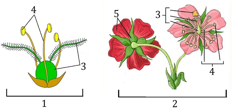 Задание №13582: Каким номером на рисунке обозначена структура ...
