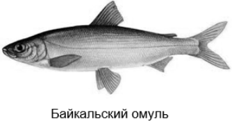 Рисунок