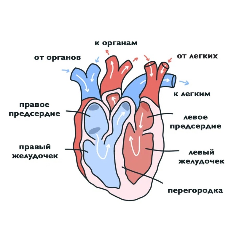 ХОРДОВЫЕ: Птицы, изображение №1