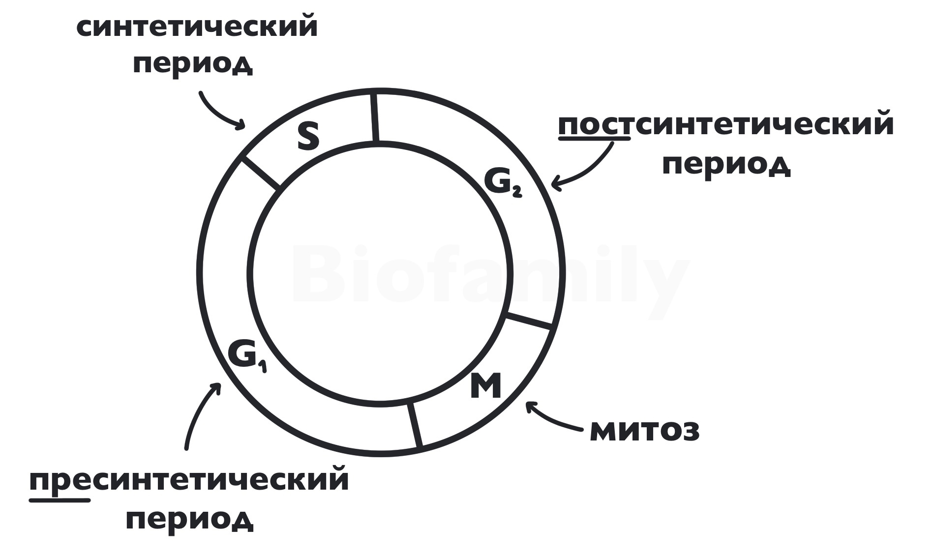 Задания 5-8, 24, 27. Митоз: теория и практика ЕГЭ-2025 по Биологии —  NeoFamily