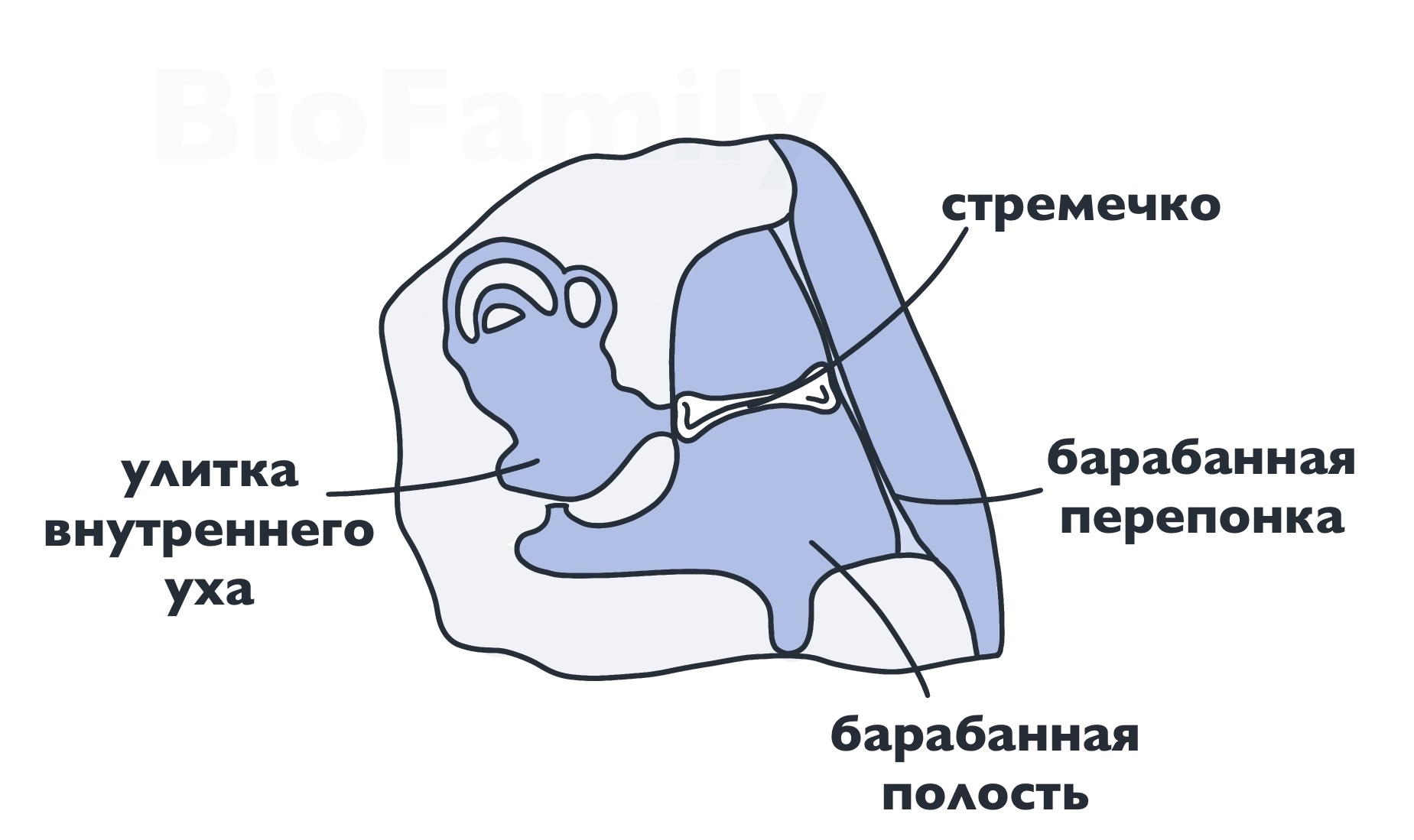 Теория эволюции