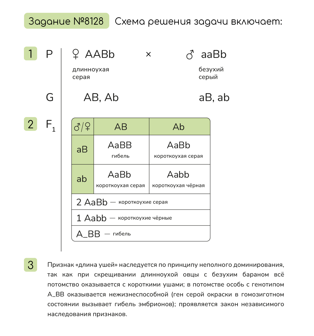 Задание №8128: У каракулевых овец признак длинные уши доминирует над ...