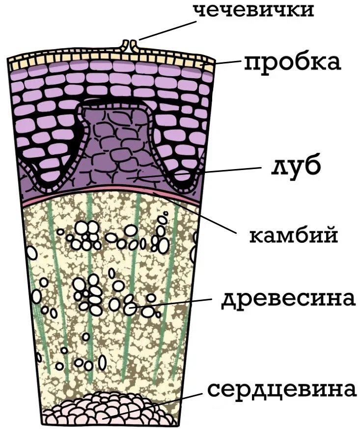 Строение стебля