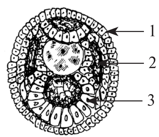 Задание №8823: Какими номером обозначен зародышевый листок ...