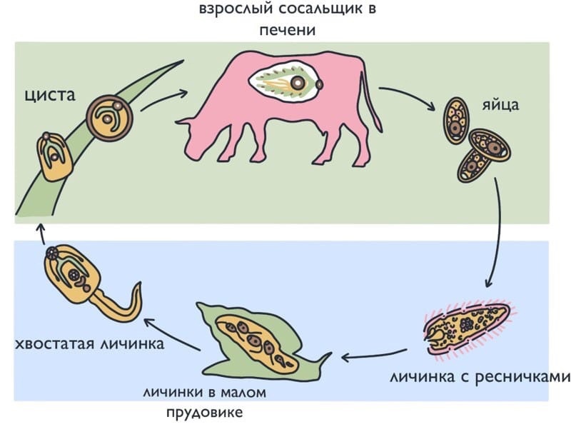 Характеристика типа Плоские черви, класс Сосальщики.