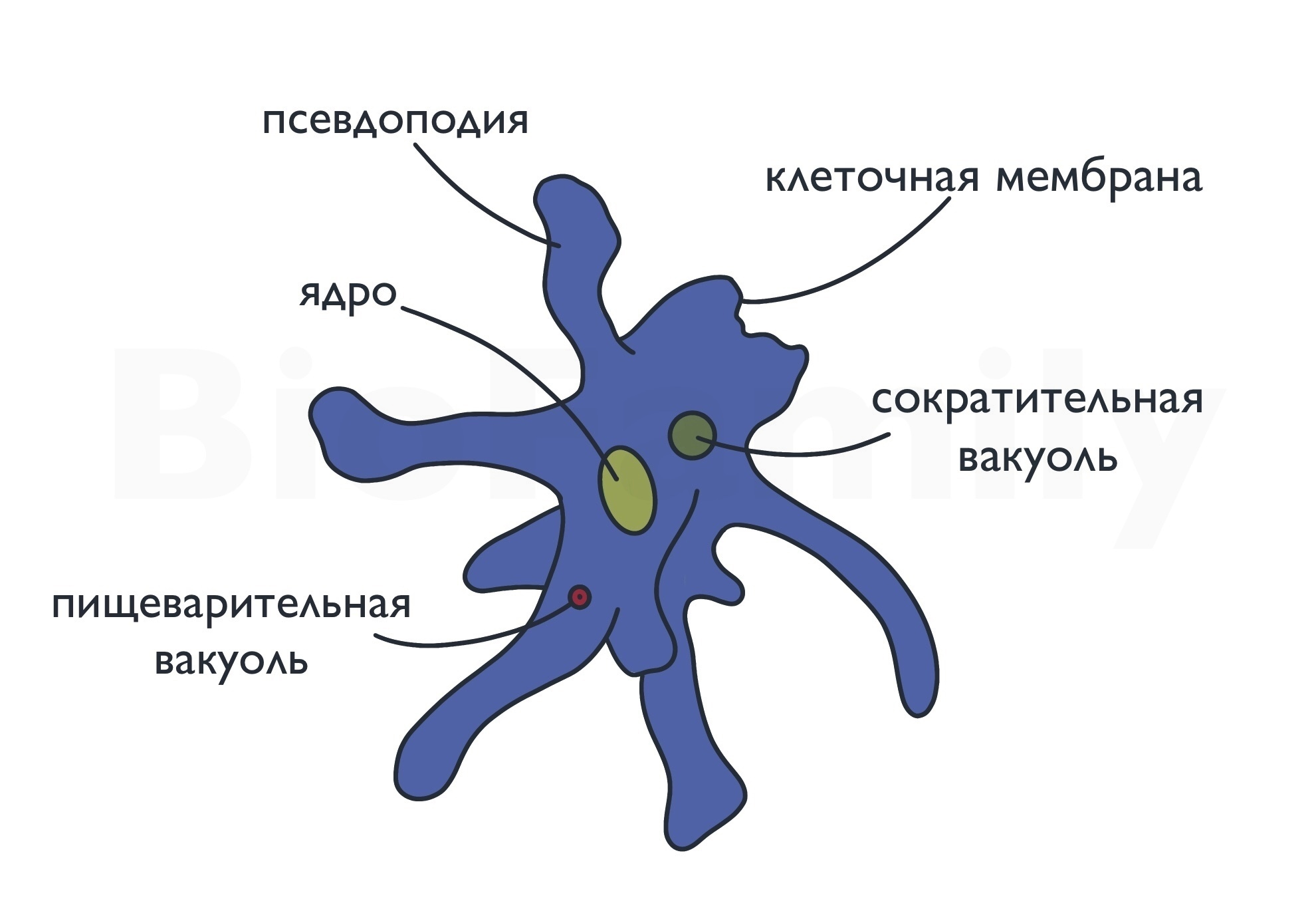 Амеба Обыкновенная Фото И Строение