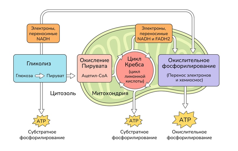 Лекция 3. Обмен веществ и энергии в клетке — Шаг 1 — Stepik