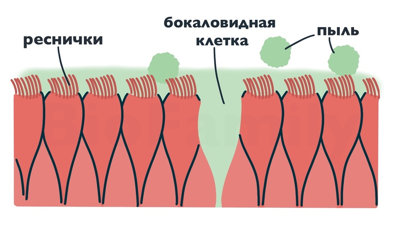 мерцательный эпителий