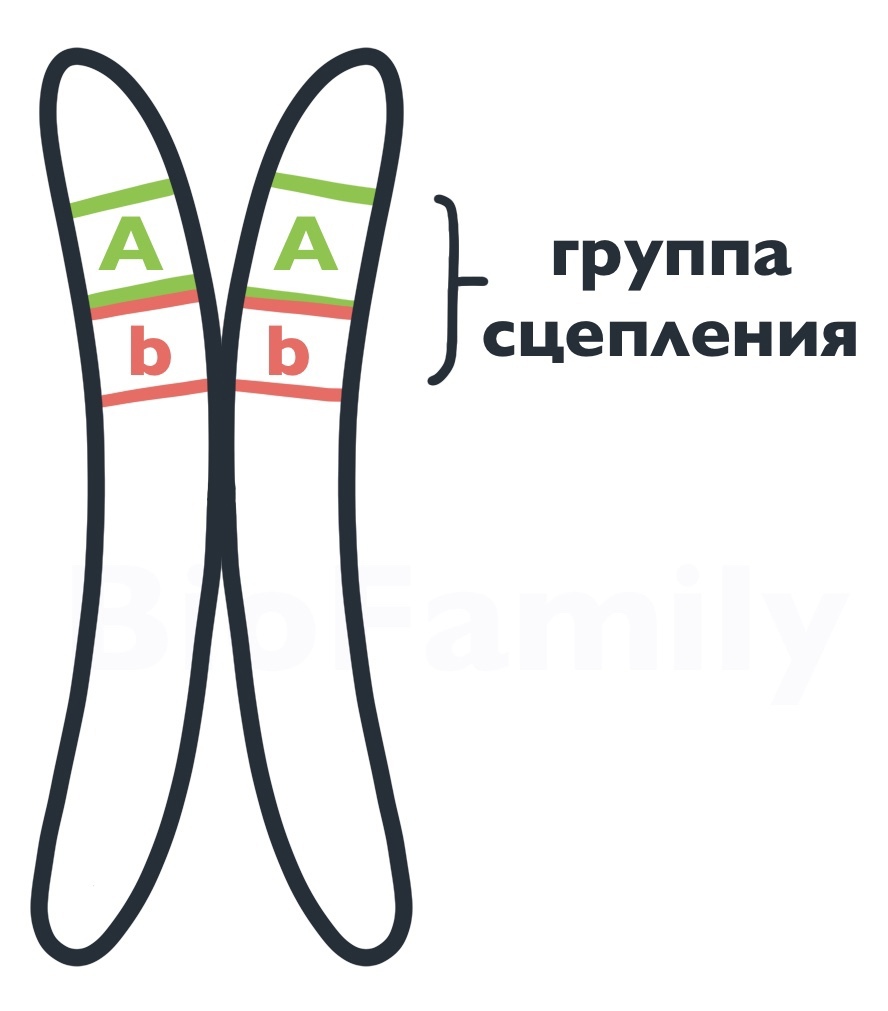 ГЕНЕТИКА: Сцепление генов, изображение №1