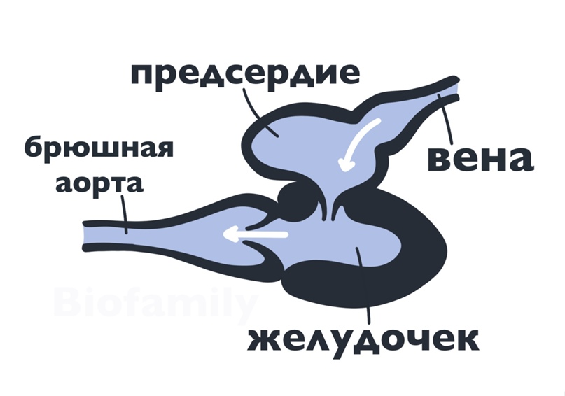 ХОРДОВЫЕ: Подтипы и обзор. Рыбы., изображение №5