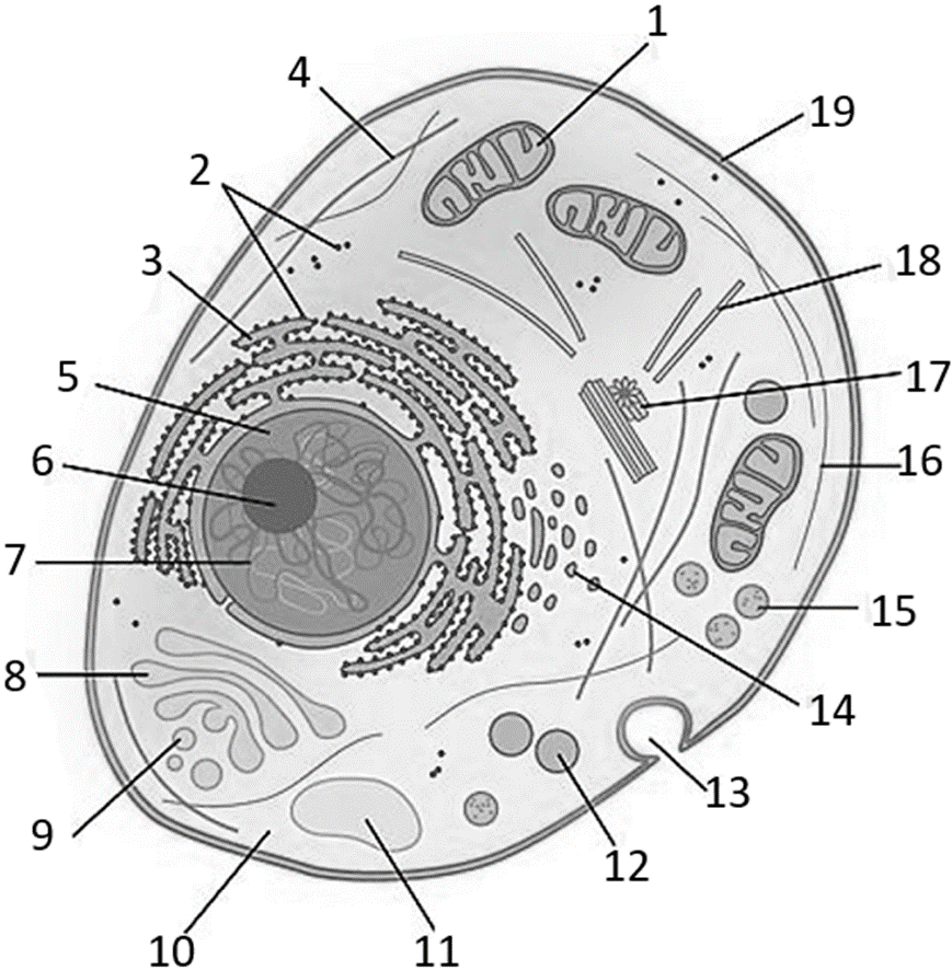 Задание №12316: Укажите номер, которым на рисунке отмечена часть клетки ...