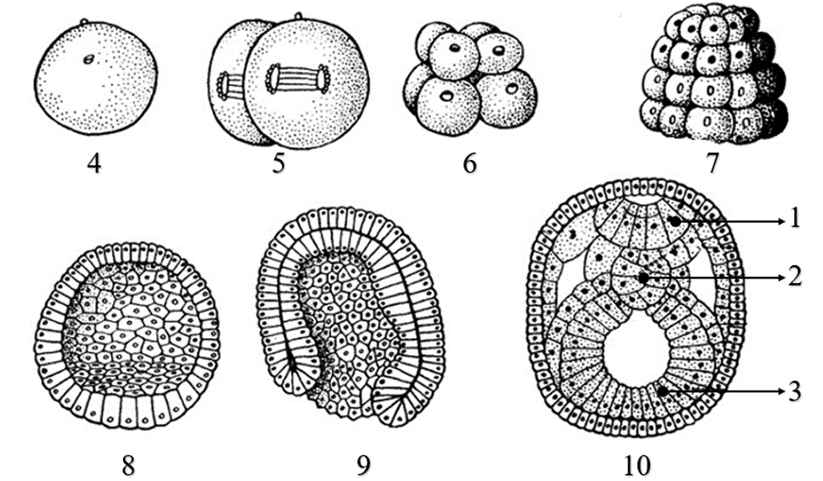 Образуется между бластомерами у зародышей животных. Эмбриогенез бластула. Эмбриональное развитие бластула. Бластула гаструла нейрула. Онтогенез нейрула.