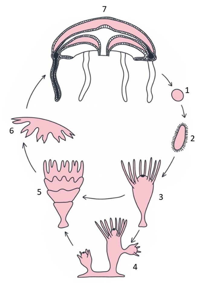 Задание №14604: Установите соответствие между признаками и этапами ...