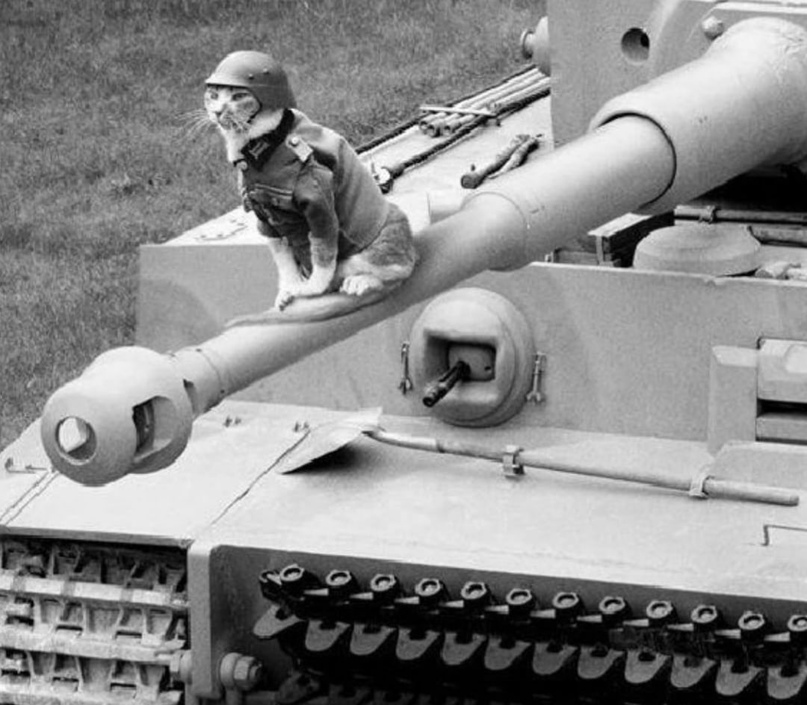 Котик сидит на дуле танка «Tiger I», фото 1940-х годов