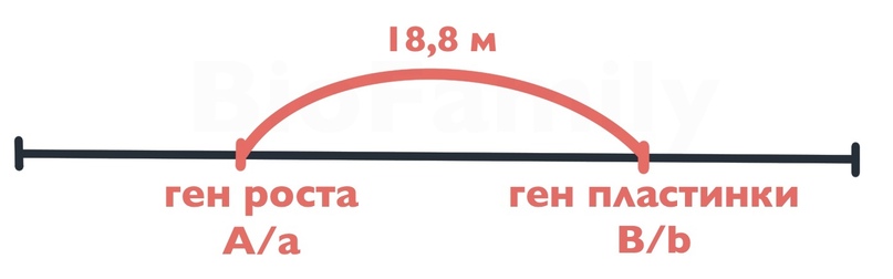 ГЕНЕТИКА: Сцепление генов, изображение №6