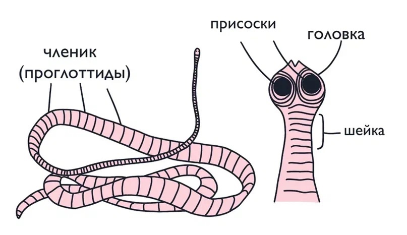 Ресничные черви — Википедия