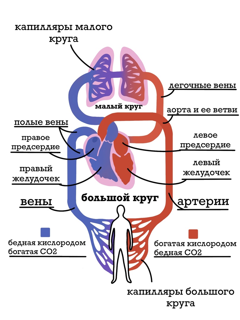 Большой и малый круги кровообращения — что это, определение и ответ