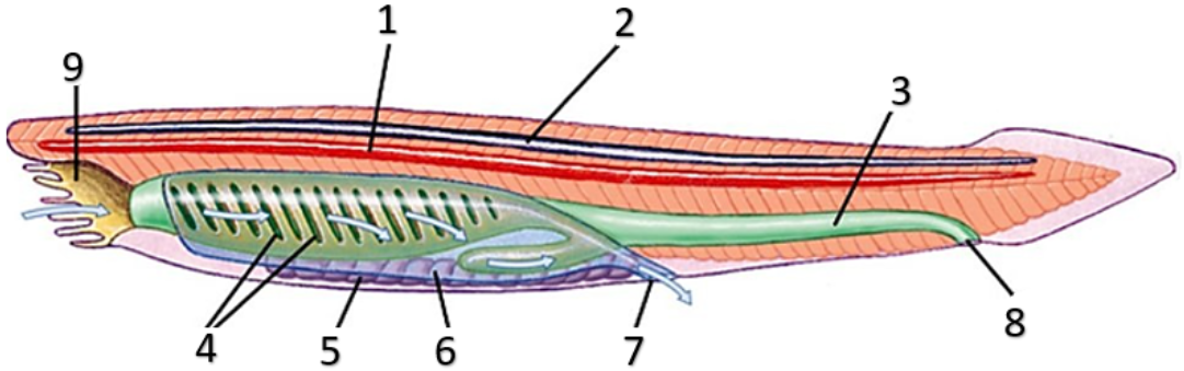 У ланцетника нервная трубка располагается. Кишечная трубка у ланцетника. Атриальная полость ланцетника. Околожаберная полость у ланцетника. Ланцетник рисунок ЕГЭ.