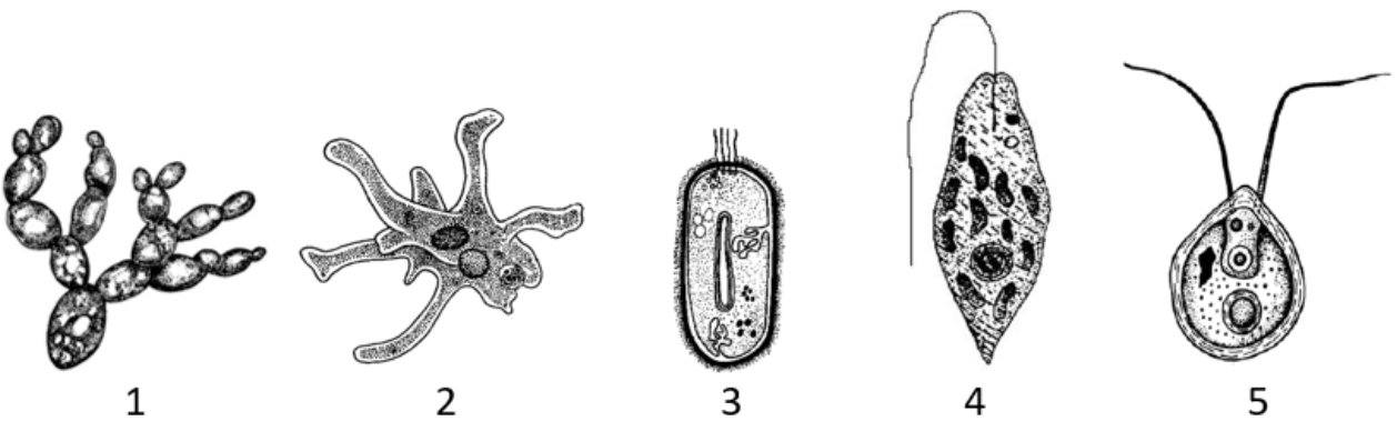 Рисунок
