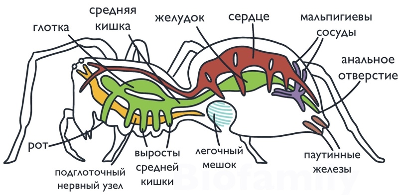 ЗООЛОГИЯ: Тип Членистоногие, изображение №7