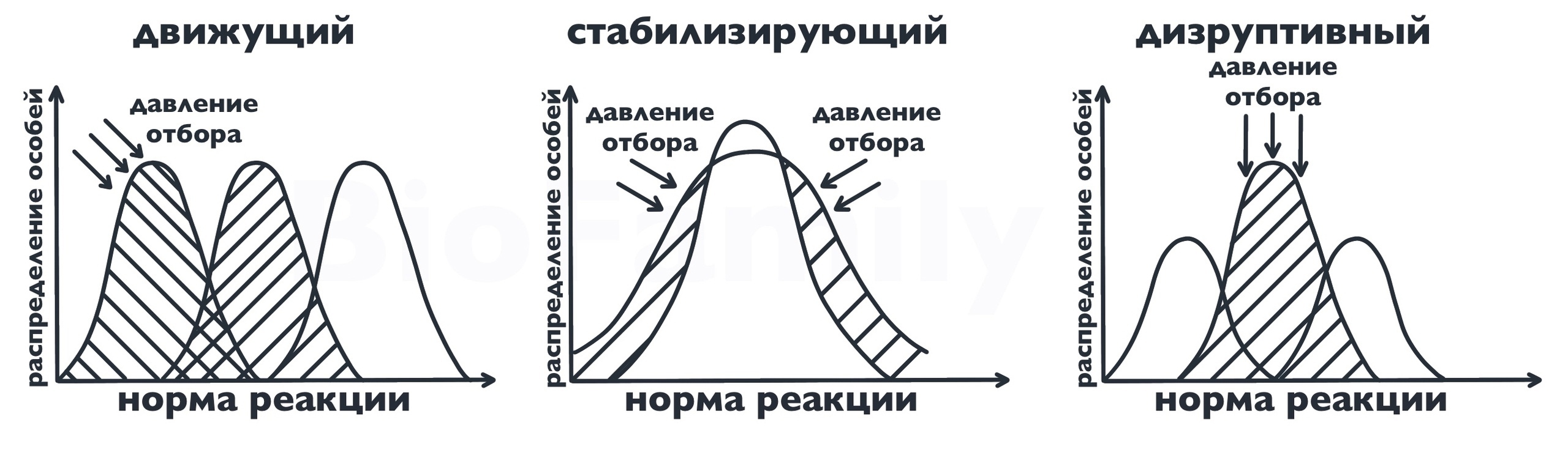 Основы эволюции, изображение №1