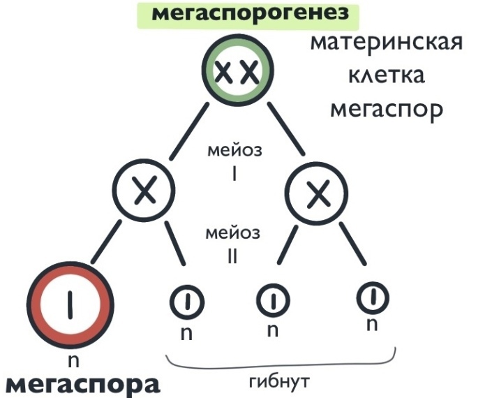 БОТАНИКА: Голосеменные, изображение №6