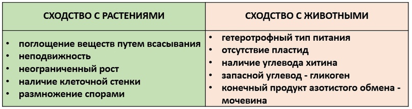 ГРИБЫ И ЛИШАЙНИКИ, изображение №10