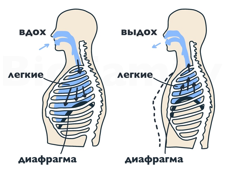 АНАТОМИЯ: Дыхательная система, изображение №8
